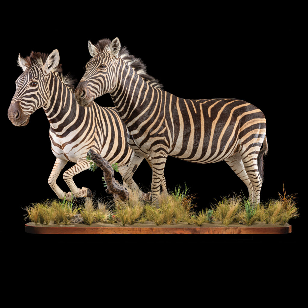 Burchell's Zebra Fullmount Combination 20250910 73374