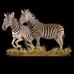 Burchell's Zebra Fullmount Combination 20250910 73374
