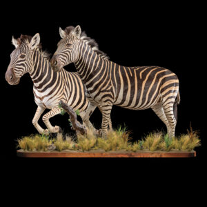 Burchell's Zebra Fullmount Combination 20250910 73374