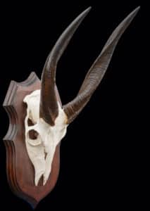 Bushbuck Euro Skull Shieldmount 20230627 51894