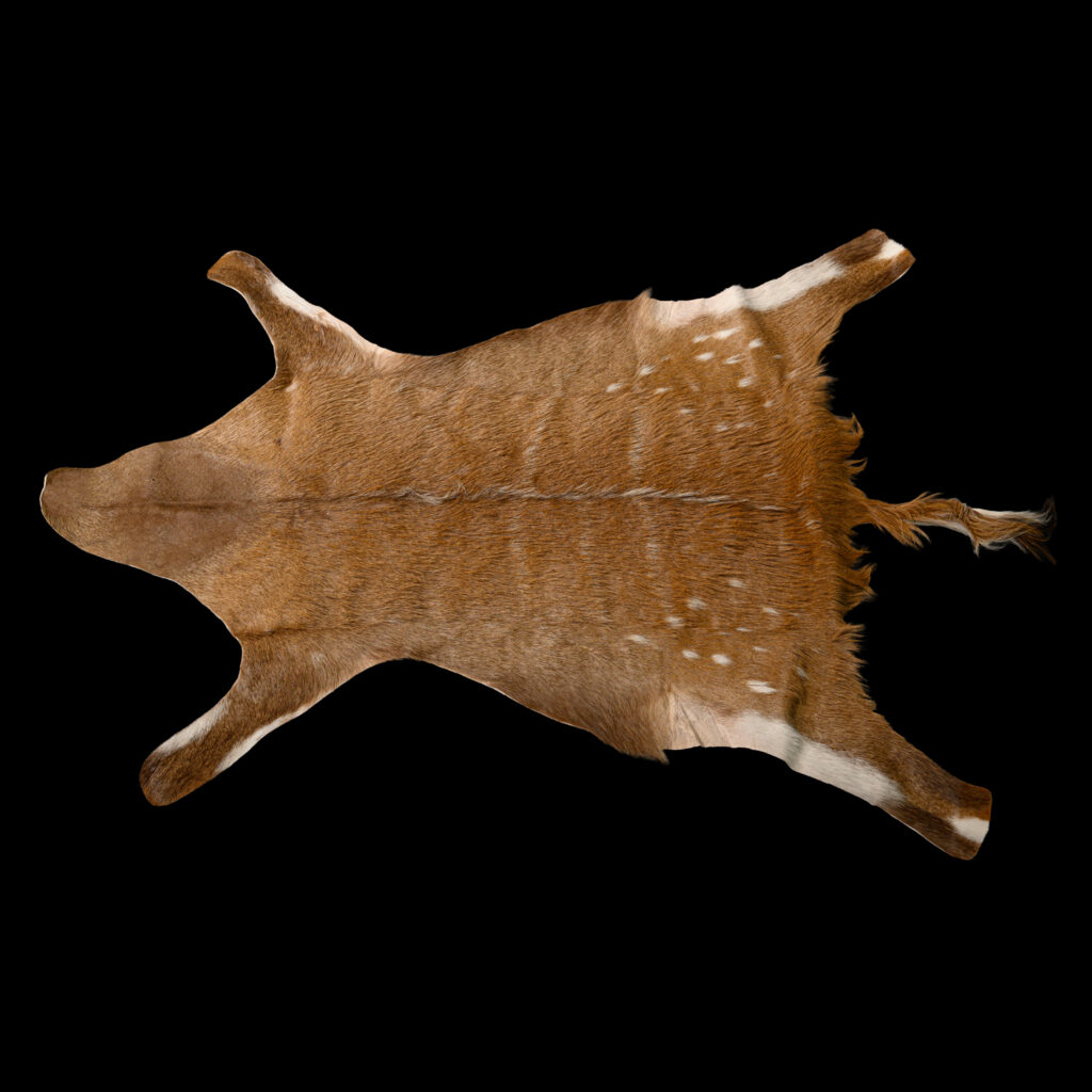 Bushbuck Flatskin Tan 20250714 73061