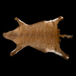 Bushbuck Flatskin Tan 20250714 73061