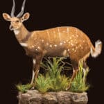 Bushbuck Fullmount LT Wall Display 20220923 70101