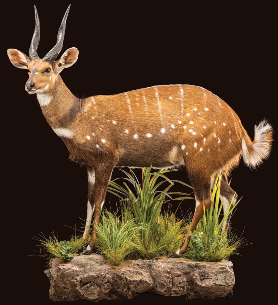 Bushbuck Fullmount LT Wall Display 20220923 70101