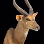Bushbuck Shouldermount 20230620 51893
