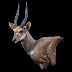 Bushbuck Wall Pedestalmount L/T Curvedback 20191115 72151