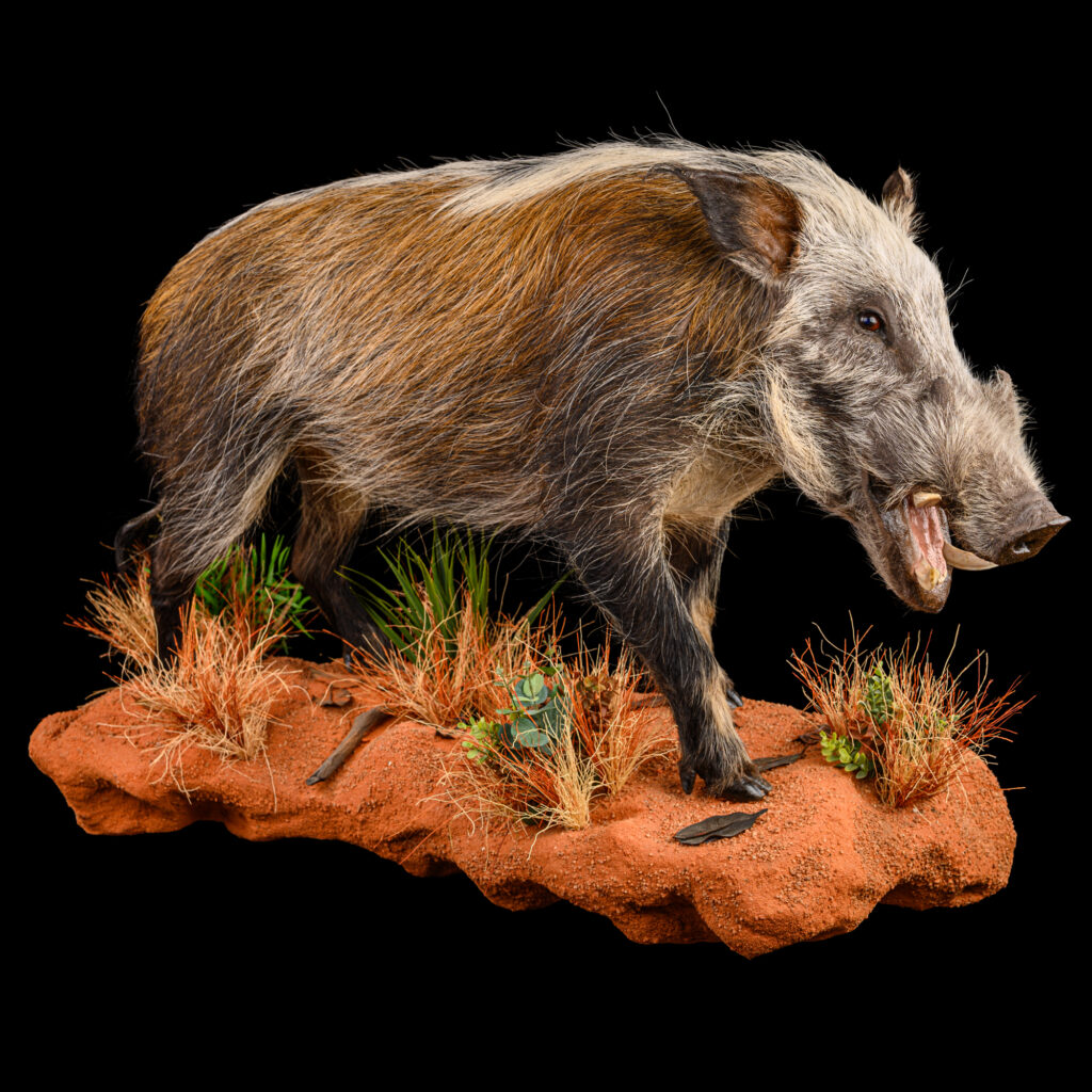 Bushpig Fullmount Wall Display 20250902 73288
