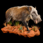 Bushpig Fullmount Wall Display 20250902 73288