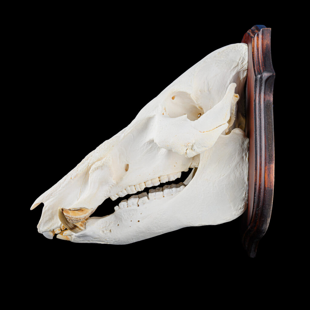 Bushpig Fullskull Shieldmount 20250415 72945