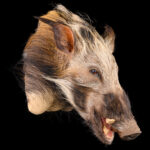 Bushpig Shouldermount STR 20250902 73287