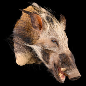 Bushpig Shouldermount STR 20250902 73287