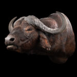 Cape Buffalo Shouldermount L/T 20250523 72998