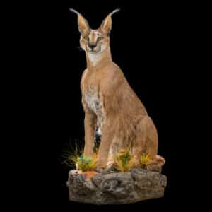 Caracal Fullmount Wall Display 20200714 70130