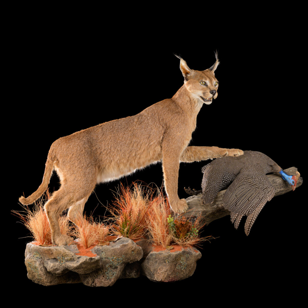 Caracal with Helmeted Guineafowl Fullmount Combination Wall Display 20250704 73051