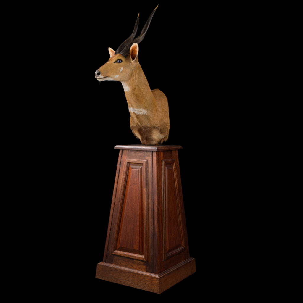 Bushbuck Pedestalmount R/T 20250804 73059