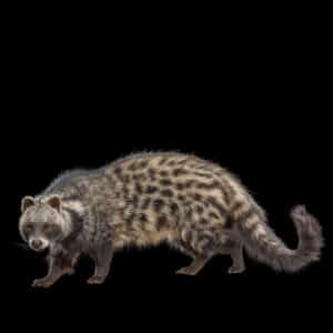 Civet Fullmount 20231009 71480