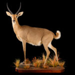 Common Reedbuck Fullmount 20250627 73335
