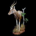 Copper Blesbuck Halfmount 20250407 72955