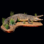 Crocodile Fullmount 20250603 73025