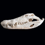 Crocodile Fullskull 20250530 73009