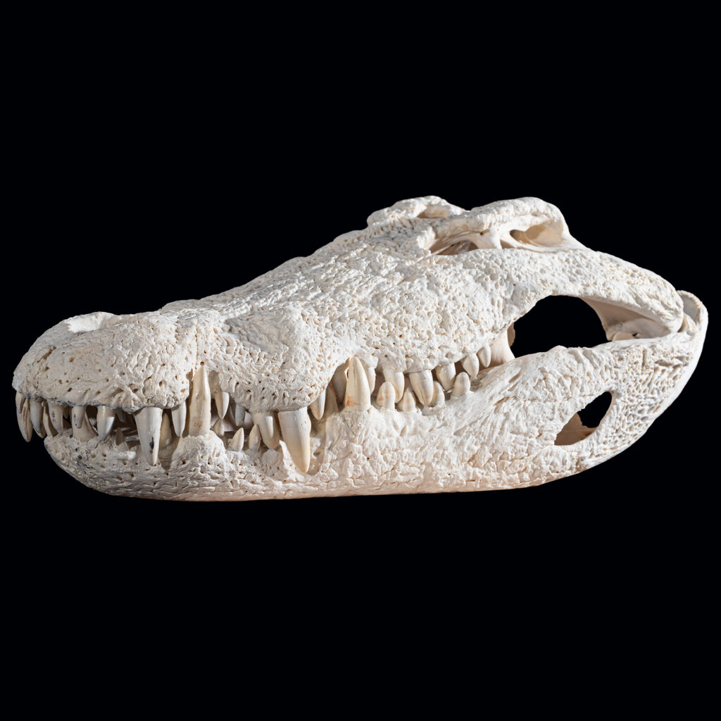 Crocodile Fullskull 20250530 73010