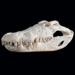 Crocodile Fullskull 20250530 73010