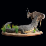 Crocodile & Nyala Fullmount Combination 20241008 73026