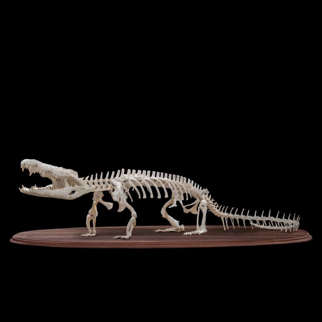 Crocodile Skeleton on Custom Base 20181003 71529