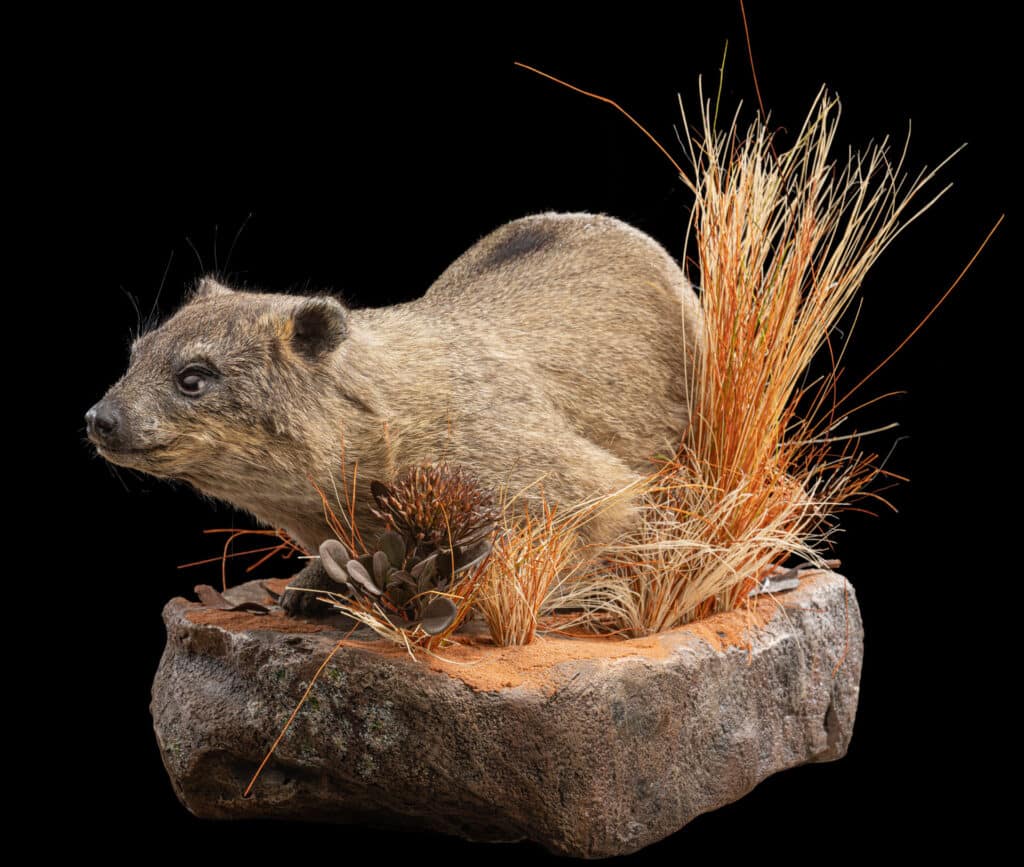 Dassie Fullmount R/T Wall Display 20230804 51933 (1)