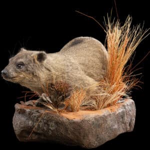 Dassie Fullmount R/T Wall Display 20230804 51933 (1)