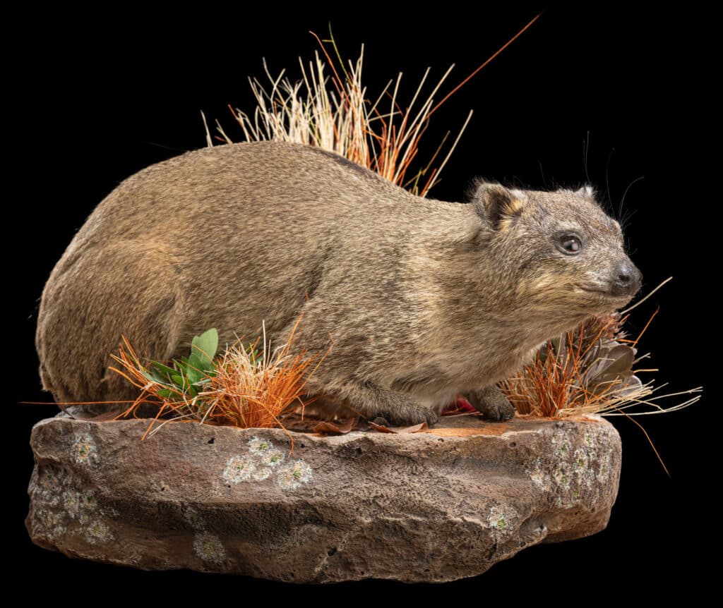 Dassie Fullmount R/T Wall Display 20230804 51933