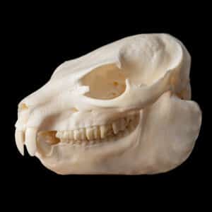 Dassie Fullskull 20230804 70196
