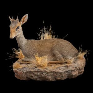Dik Dik Fullmount Wall Display 20230804 71567
