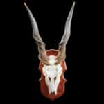 Eland Euro Skull Shieldmount 20150701 71625