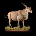 Eland Fullmount 20250910 73299