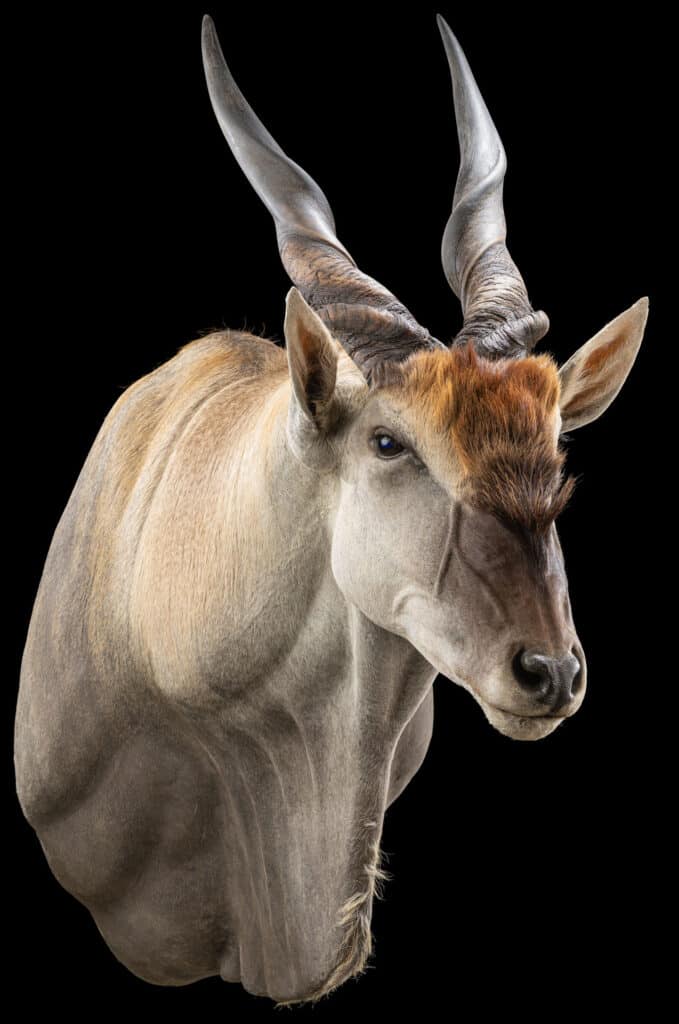 Eland Shouldermount 20230505 51962