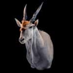 Eland Shouldermount STR 20200123 71633