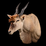 Eland Shouldermount STR 20250913 73298