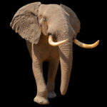 Elephant Halfmount 20250816 73303