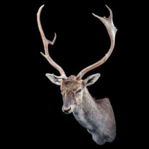 Fallow Deer Shouldermount L/T 20191115 71540