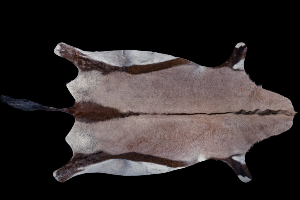 Gemsbuck Oryx Flatskin Tan 20200917 73064
