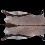 Gemsbuck Oryx Flatskin Tan 20200917 73064