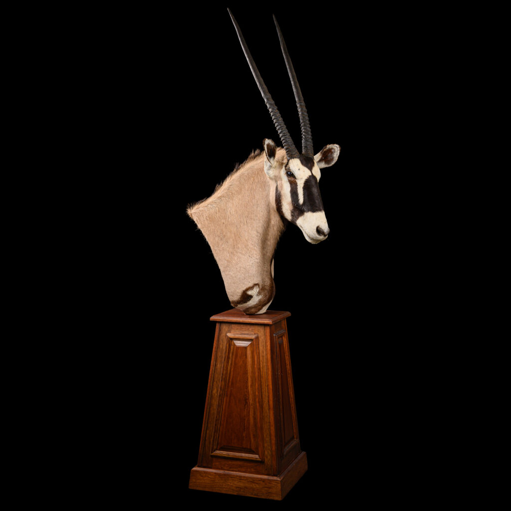 Gemsbuck Oryx Pedestalmount R/T 20250617 73307