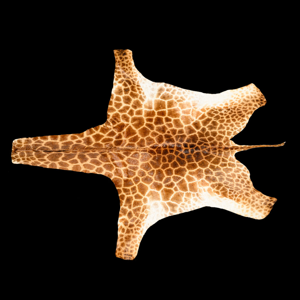 Giraffe Flatskin Tan 20251002 73309