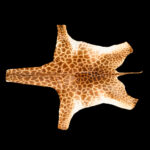 Giraffe Flatskin Tan 20251002 73309