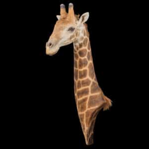 Giraffe Wall Pedestalmount R/T Curvedback 20161111 72339