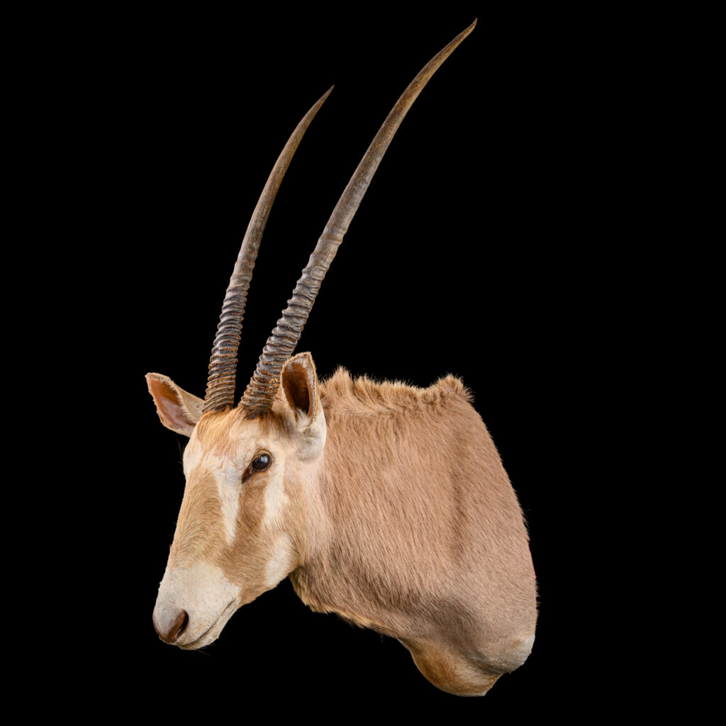 Golden Gemsbuck Oryx Shouldermount STR 20250911 73305