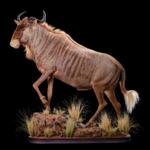 Golden Wildebeest Fullmount 20190704 71097