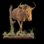 Golden Wildebeest Halfmount 20250704 73044