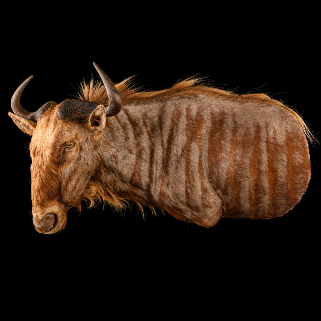 Golden Wildebeest Wall Pedestalmount L/T Flatback 20250905 73360